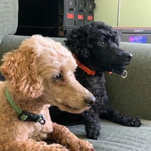 Meet your Posher, Leanne